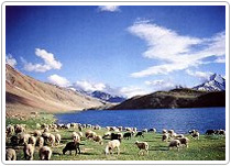 The Chandratal Lake Trek - Himachal Tours 