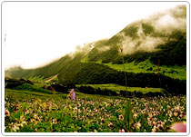 Valley of Flower Trek, Uttarakhand Tours